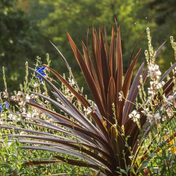 Cordiline Purpurea- Cordyline australis