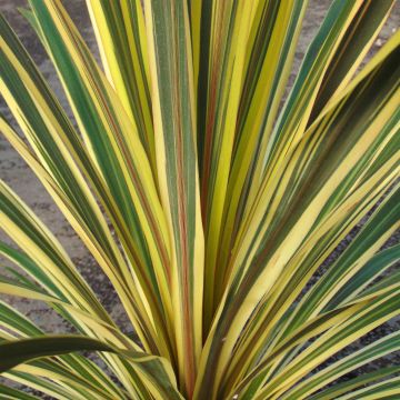 Cordiline Torbay Dazzler- Cordyline australis Cordiline Torbay Dazzler- Cordyline australis