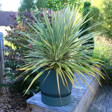 Cordiline Fantasy- Cordyline australis