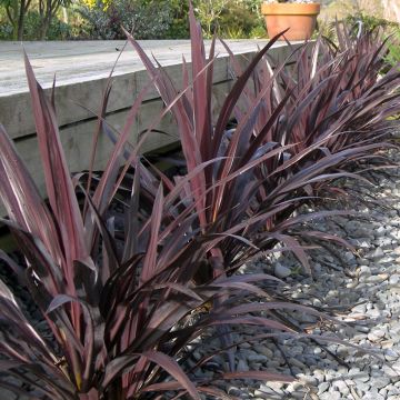 Cordyline banksii Renegade