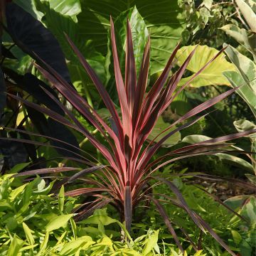 Cordyline Paso Doble