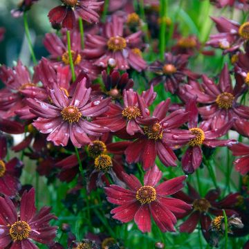 Coreopsis verticilliata Ruby Red