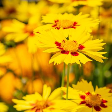 Coreopsis grandiflora Tequila Sunrise