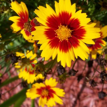 Coreopsis Uptick Gold & Bronze