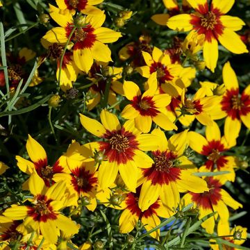 Coreopsis verticillata S&S Curry Up