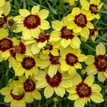Coreopsis verticillata S&S Sassy Saffron