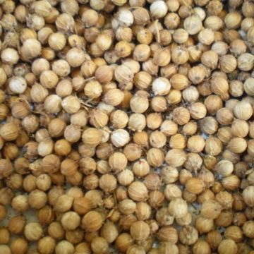 Cilantro de semillas finas