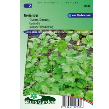 Cilantro - Coriandrum sativum