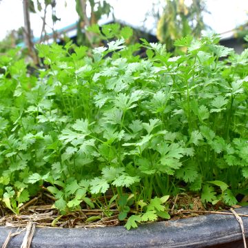 Cilantro (plantas) - Coriandrum sativum