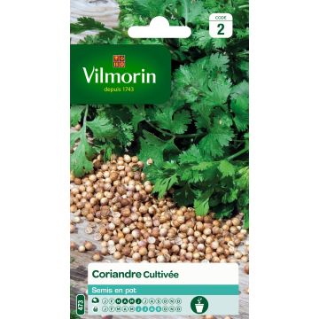 Cilantro Vilmorin