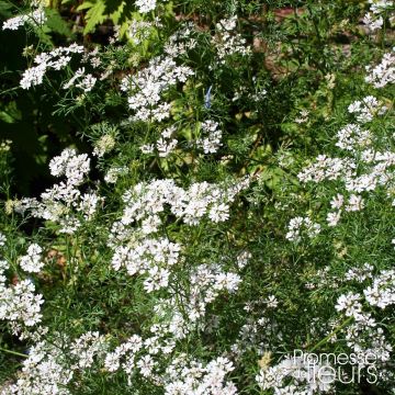 Cilantro (plantas) - Coriandrum sativum