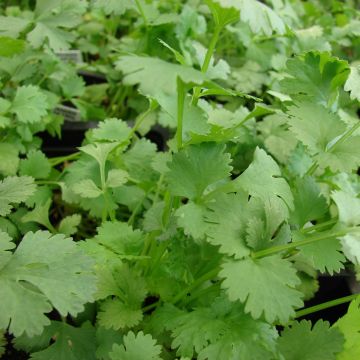 Cilantro Bio (maceta)