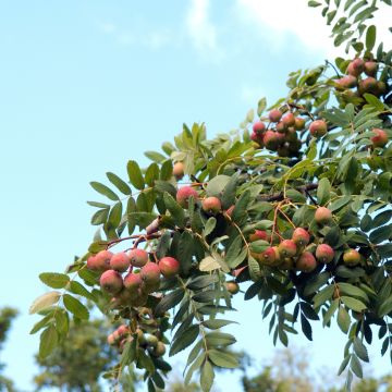Sorbus domestica  - Service Tree, True Service Tree