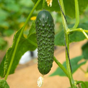 Pepinillo Hokus Bio