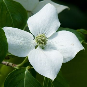 Cornus kousa China Girl