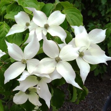 Cornus kousa Weisse Fontaine