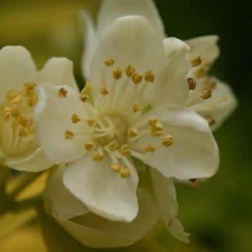 Cornus alba Aurea