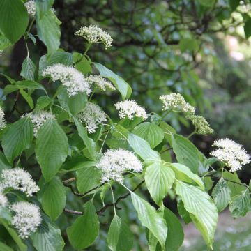 Cornus alternifolia - Cornejo de hojas alternas