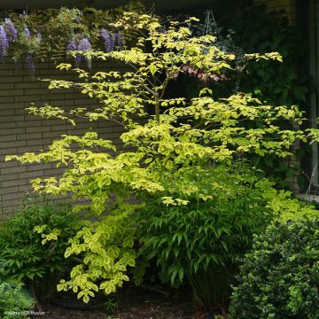 Cornus alternifolia Golden Shadows - Cornejo de hojas alternas