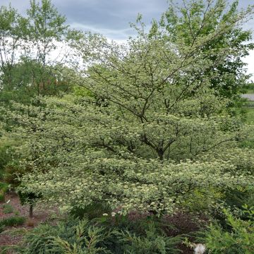Cornus alternifolia Silver Giant - Cornejo de hojas alternas
