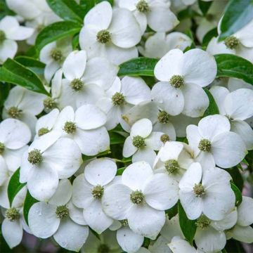 Cornus angustata Empress of China