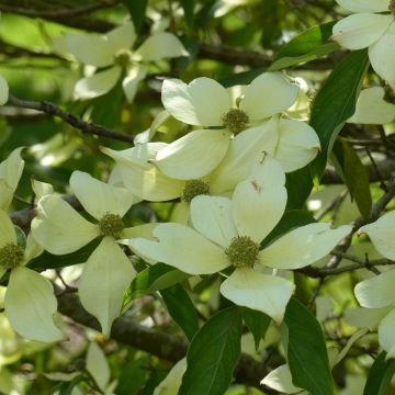 Cornus capitata - Cornejo del Himalaya