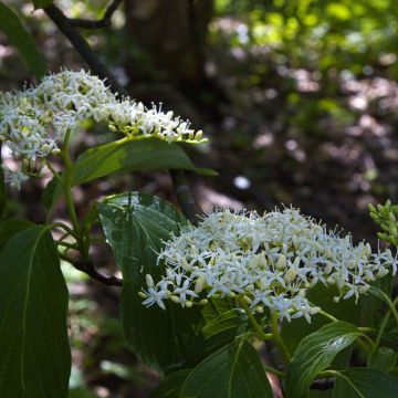 Cornus controversa - Cornejo de mesa