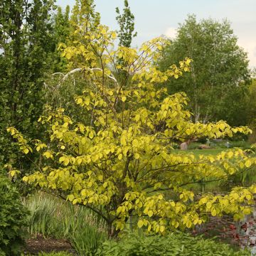 Cornus controversa Candlelight - Cornejo de mesa