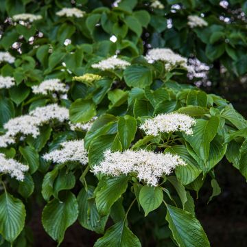 Cornus controversa - Cornejo de mesa