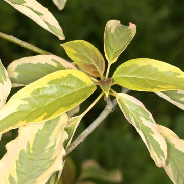 Cornus controversa Gold Star - Cornejo de mesa
