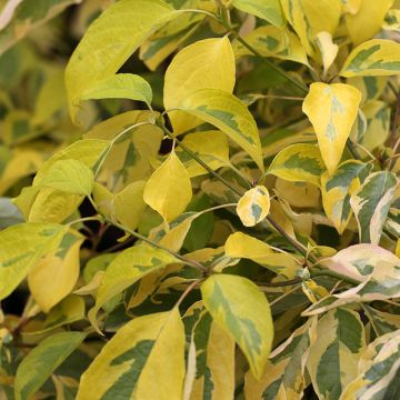 Cornus controversa Gosia - Cornejo de mesa