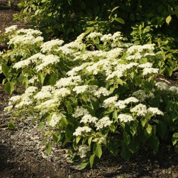 Cornus controversa Green Carpet - Cornejo de mesa