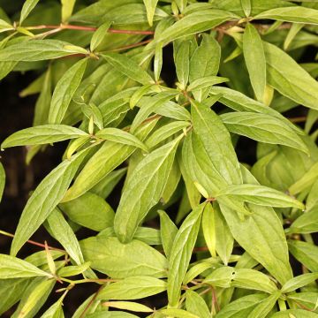 Cornus controversa Laska - Cornejo de mesa