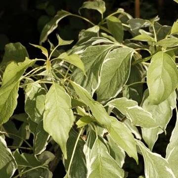 Cornus controversa Marginata Nord - Cornejo de mesa
