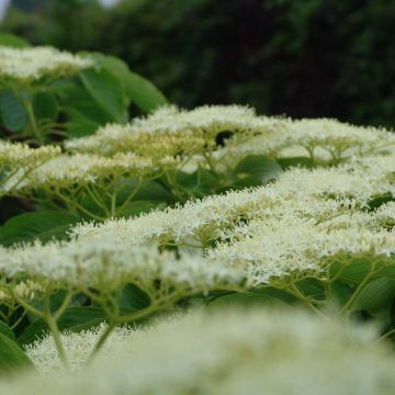 Cornus controversa Pagoda - Cornejo de mesa