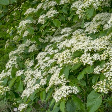 Cornus controversa Pagoda - Cornejo de mesa