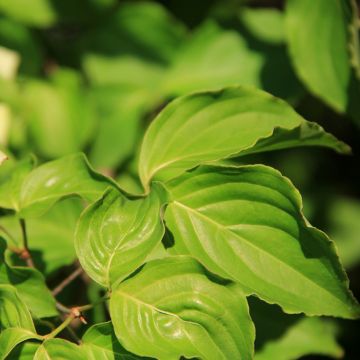 Cornus controversa Troja Dwarf - Cornejo de mesa