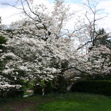 Cornus florida - Cornejo florido