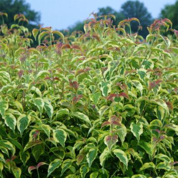 Cornus florida Firebird