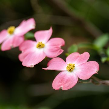 Cornus ou Cornouiller Florida Rubra en pot de 10L.