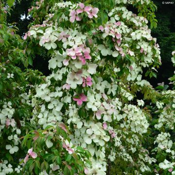 Cornus hongkongensis Parc de Haute Bretagne