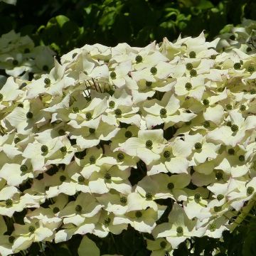 Cornus kousa - Cornejo japonés