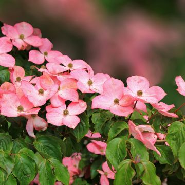 Cornus kousa Beni-fuji