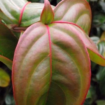 Cornus kousa Blooming Merry Tetra