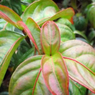 Cornus kousa Blooming Pink Tetra