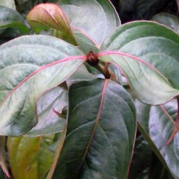 Cornus kousa Blooming White Tetra