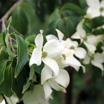 Cornus kousa Blue Shadow