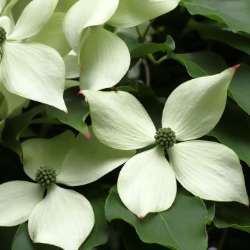 Cornus kousa Blue Shadow