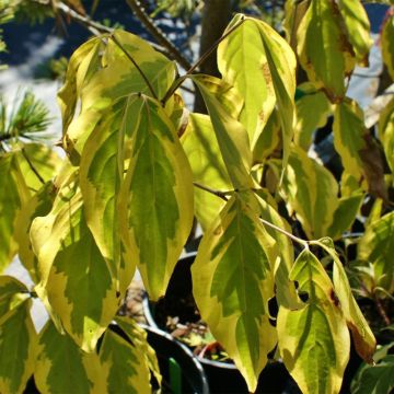 Cornus kousa Bonfire