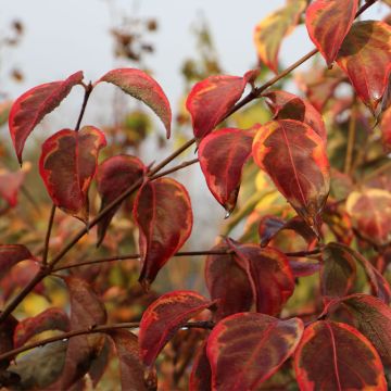 Cornus kousa Bonfire